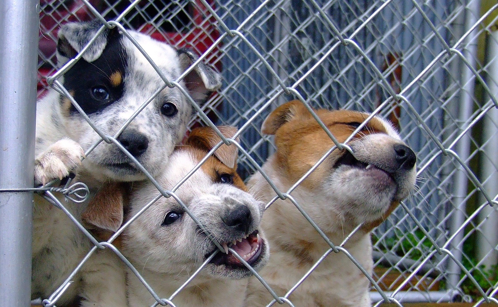 Encuentran 38 cachorros enfermos en una tienda de Barcelona