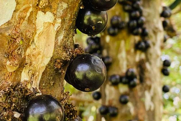 La jabuticaba crece directamente del tronco del árbol / Foto: Unsplash La jabuticaba crece directamente del tronco del árbol / Foto: Unsplash