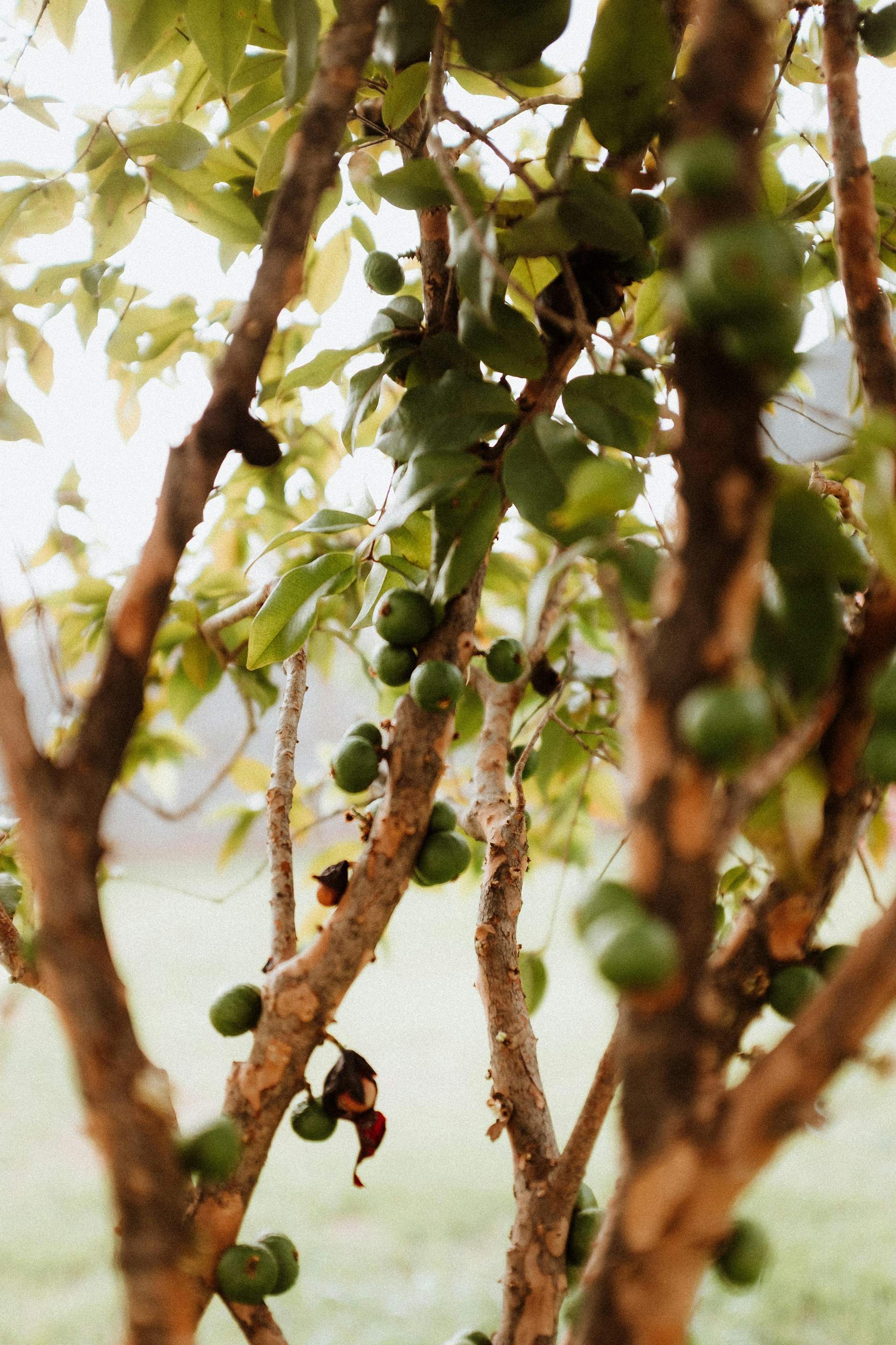 ¿Sabes lo que es la jabuticaba?