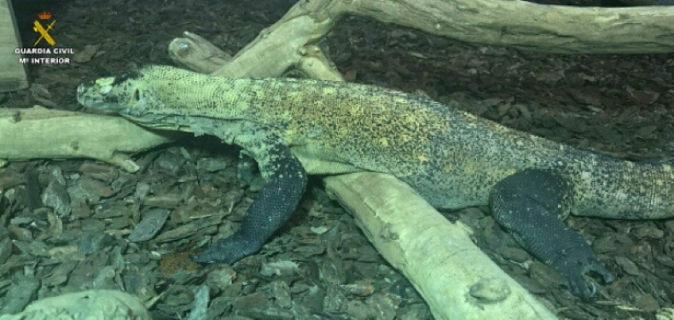 Intervienen un dragón de Komodo adquirido ilegalmente en Cornellà