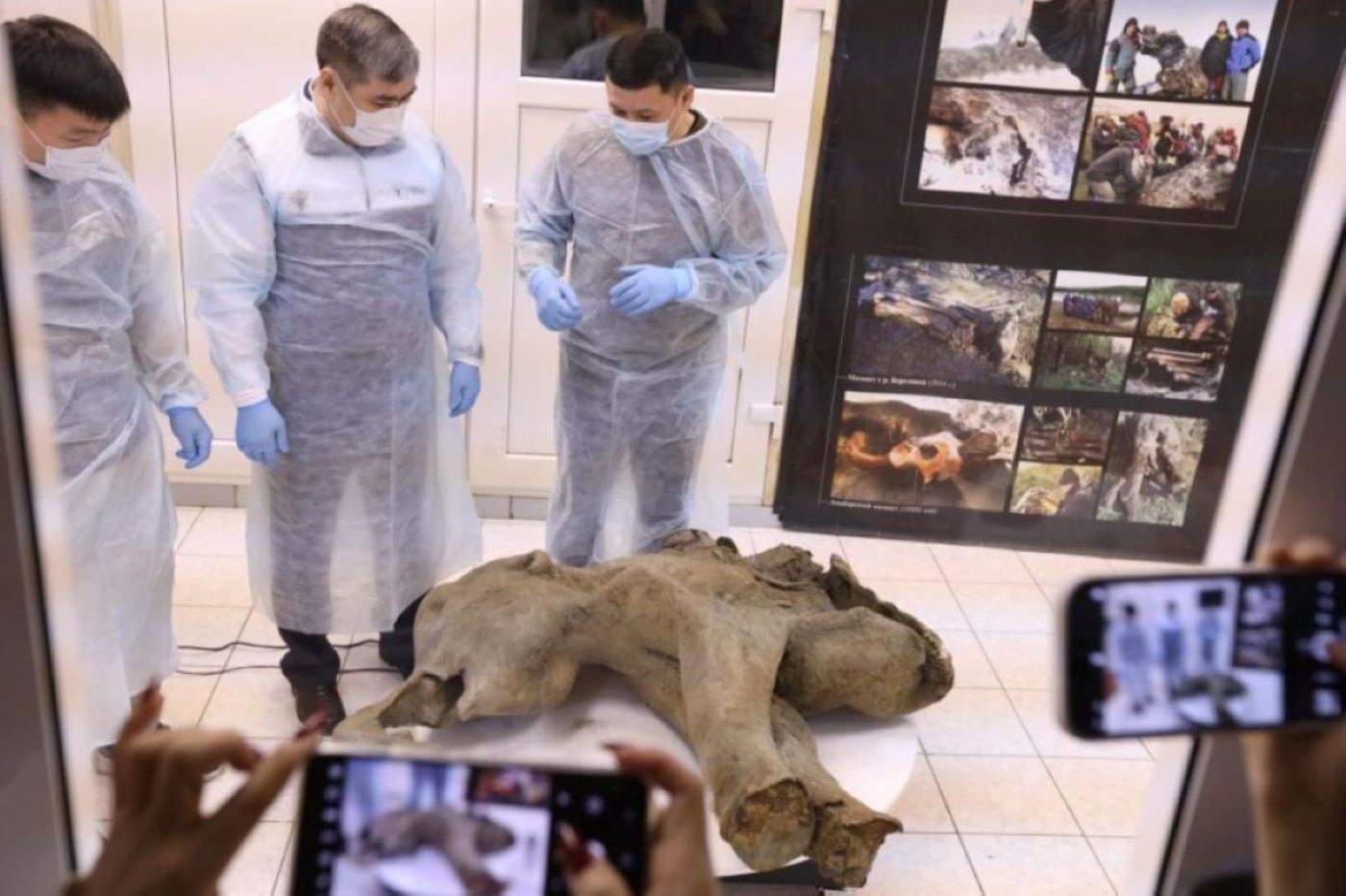 Descubren en Siberia una cría de mamut de 50.000 años en un estado de conservación extraordinario