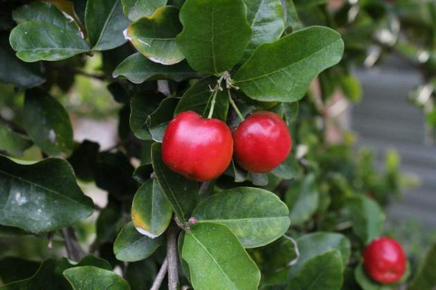 Acerola, una fruta menos conocida / Foto: Unsplash Acerola, una fruta menos conocida / Foto: Unsplash
