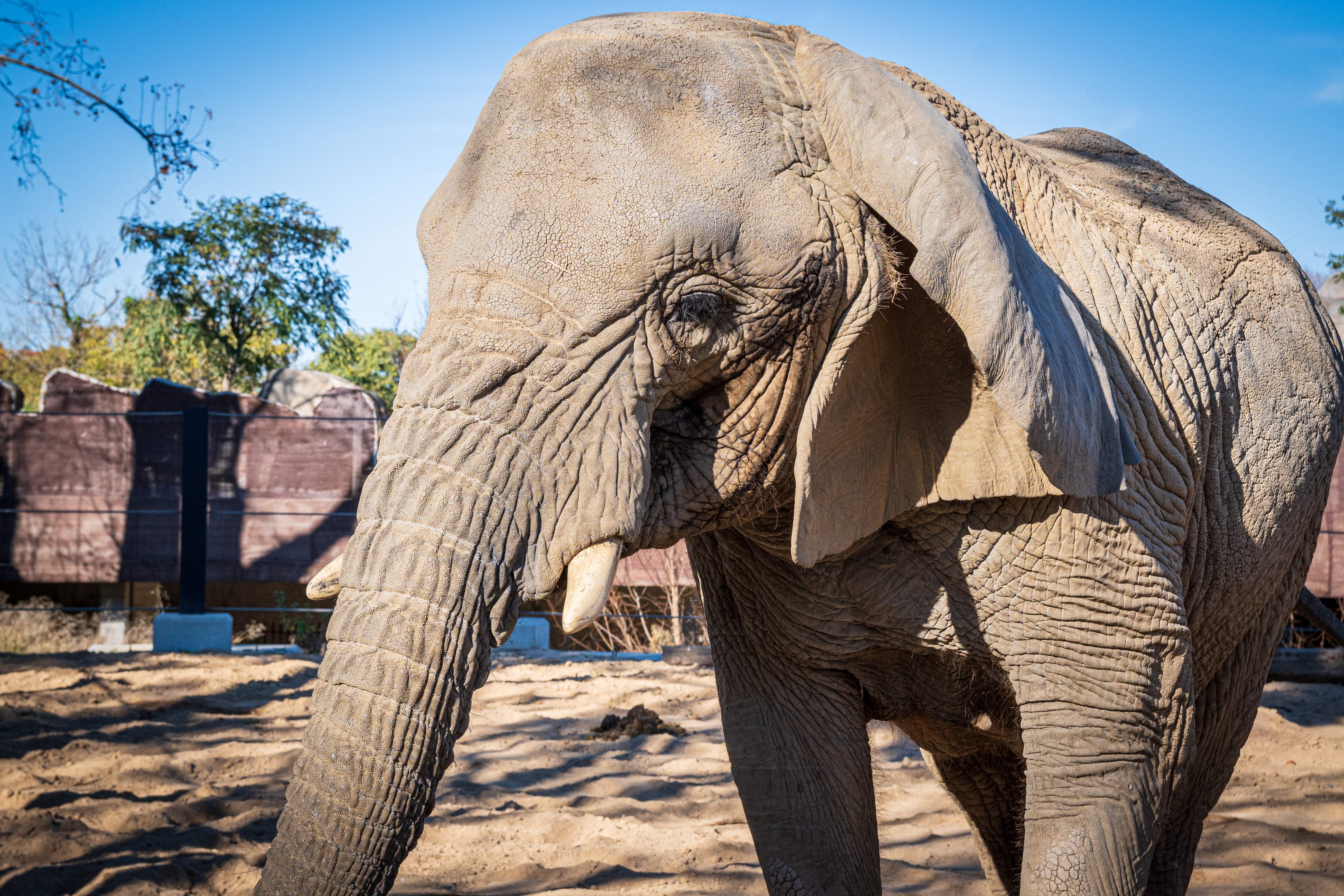ZOOXXI acusa el Zoo de Barcelona d'haver rebutjat ajuda internacional per tractar l'elefanta Yoyo