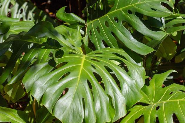 Monstera deliciosa Monstera deliciosa