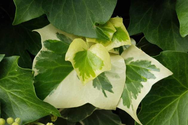 Hedera Helix Hedera Helix