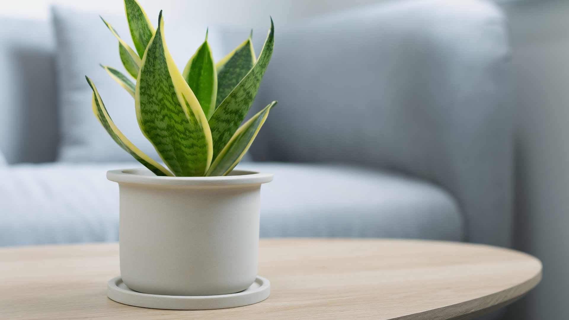 Estas son las plantas de interior más duraderas y bonitas: ¡prepárate porque vivirán muchos años!
