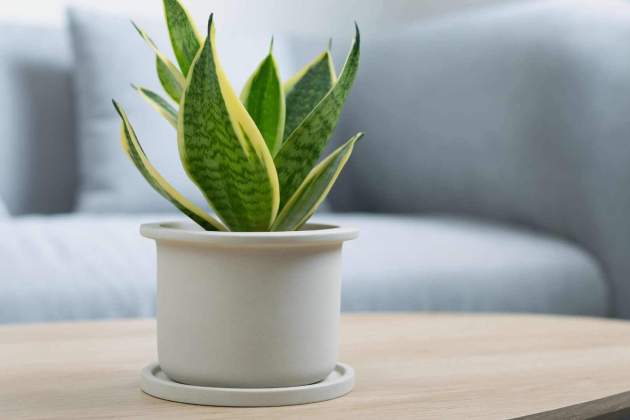 Sansevieria Sansevieria