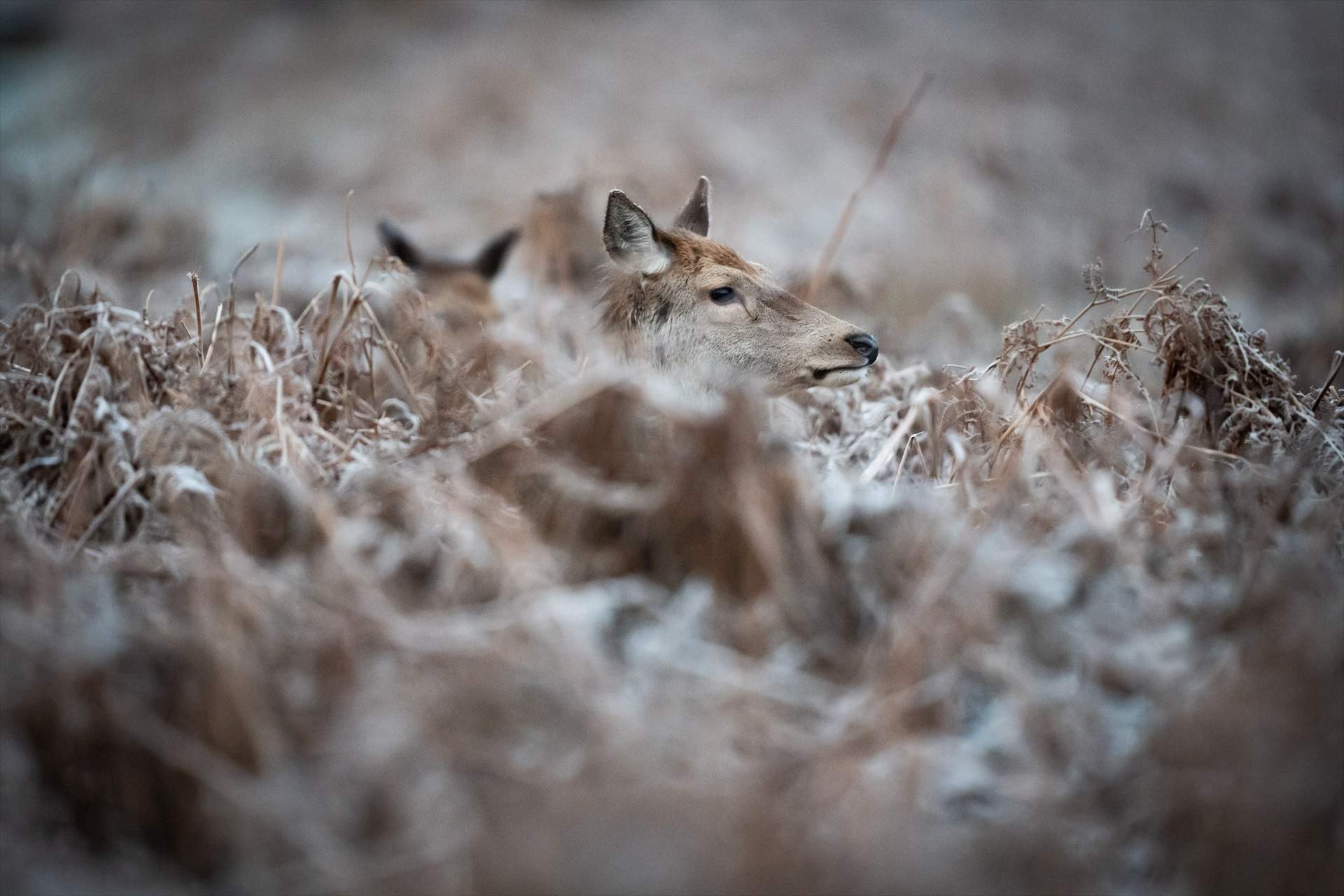 Londres (Reino Unido)