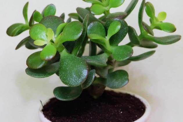 Crassula ovata Crassula ovata