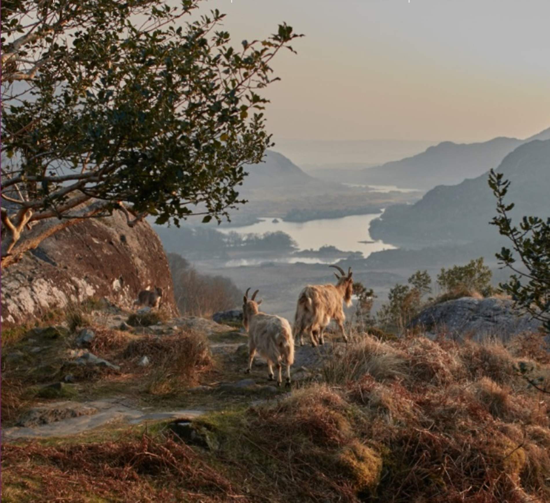 Kenmare. Moll's Gap. Fuente Oficina de Turismo del condado de Kerry Kenmare. Moll's Gap. Fuente Oficina de Turismo del condado de Kerry
