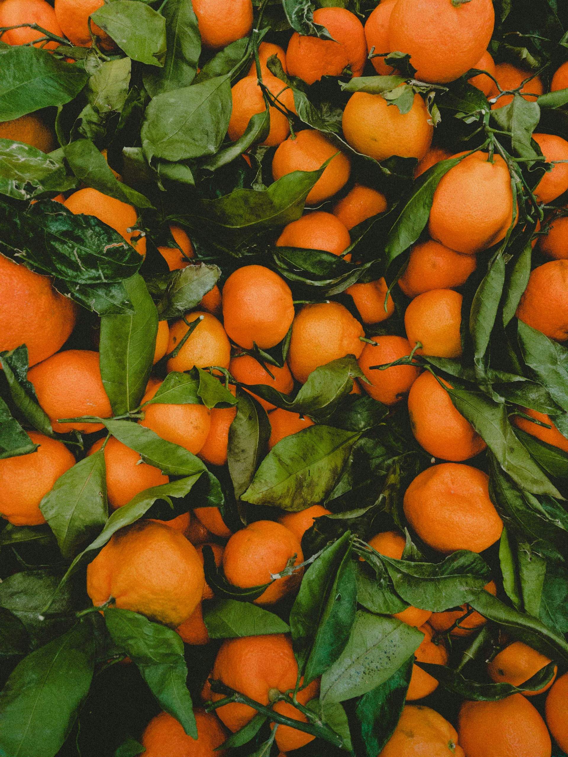 Que no te engañen: esta es la única forma de saber que son auténticas naranjas de Valencia