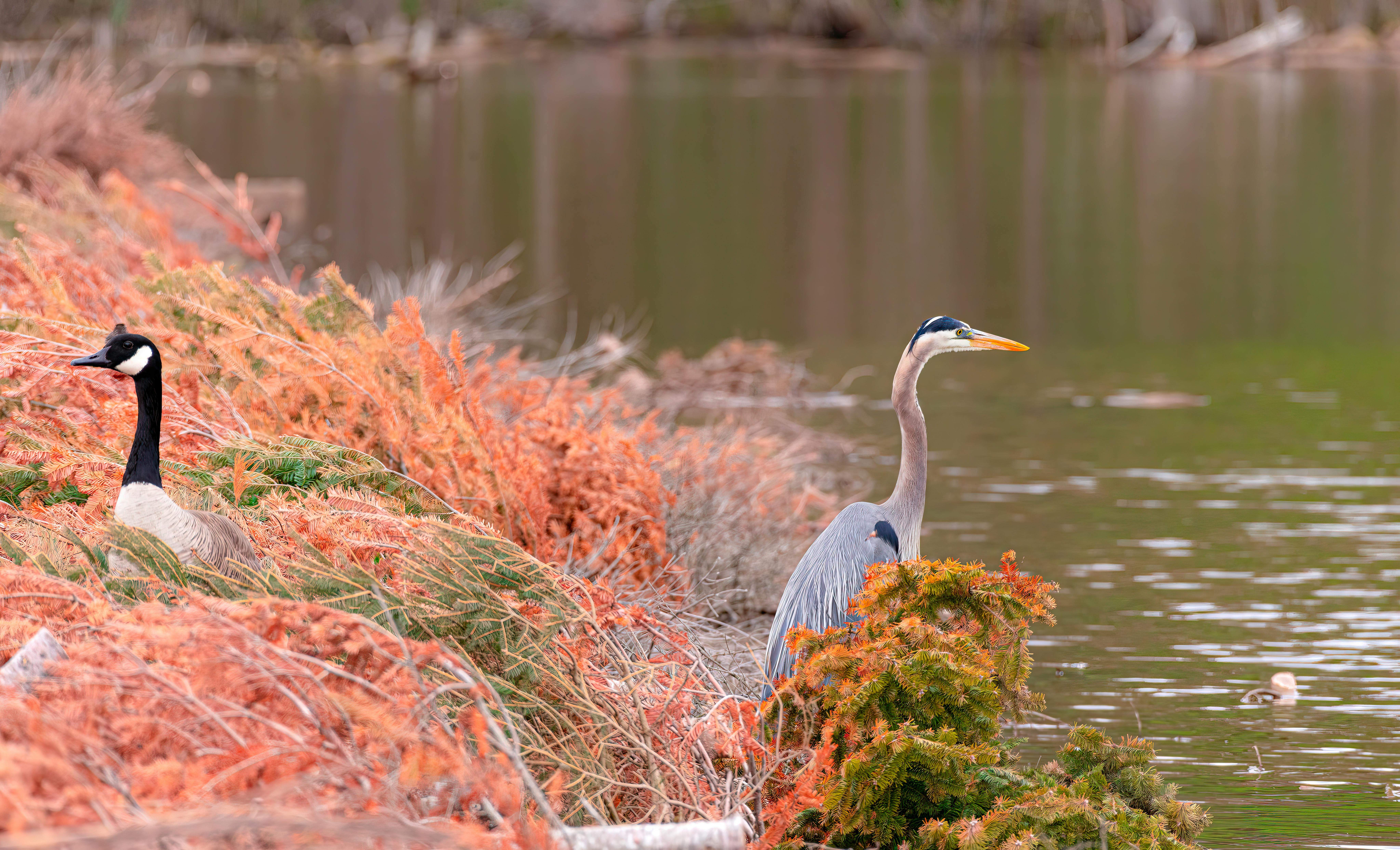 El 54% de los humedales de España está en mal estado y necesita más protección