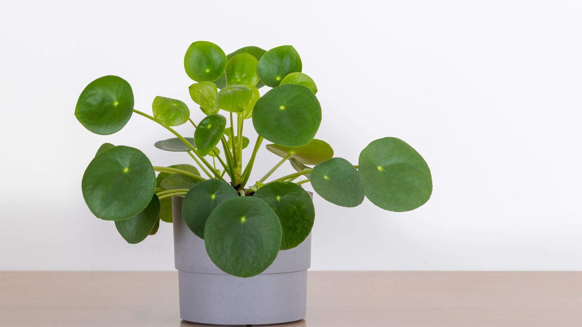 Cómo cuidar la planta del dinero: el truco de un jardinero que te ayudará a salvarla