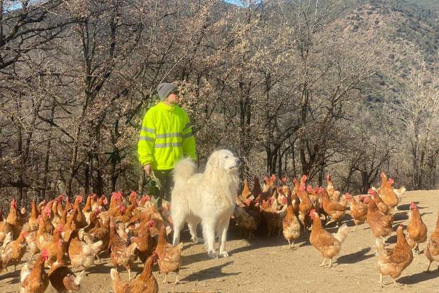Les gallines ponen ous amb insistència / Foto: Albert Villaró i Montse Ferrer Les gallines ponen ous amb insistència / Foto: Albert Villaró i Montse Ferrer