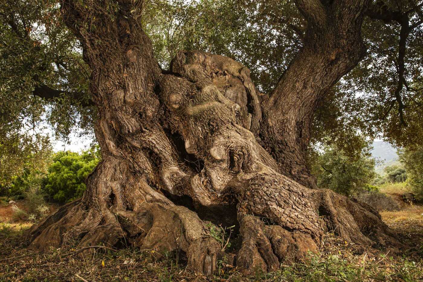 El árbol más longevo de España está en Catalunya y tiene más de 1.000 años
