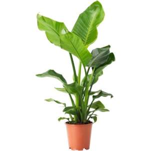 Planta de Ikea Planta de Ikea