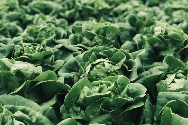 Puedes optar por alternativas a la lechuga / Foto: Unsplash Puedes optar por alternativas a la lechuga / Foto: Unsplash