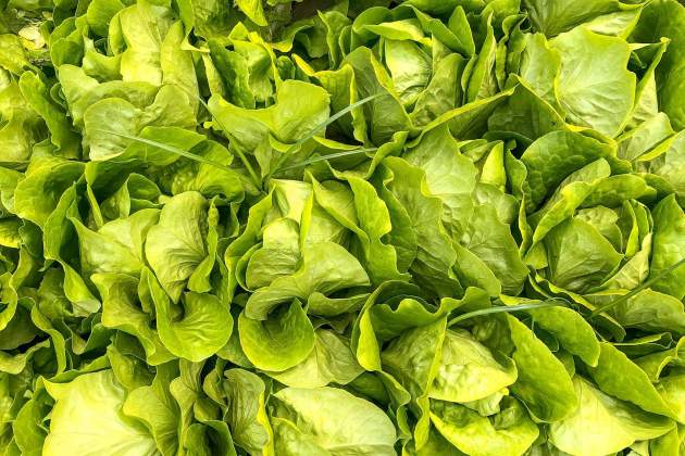 Lechuga al natural / Foto: Unsplash Lechuga al natural / Foto: Unsplash