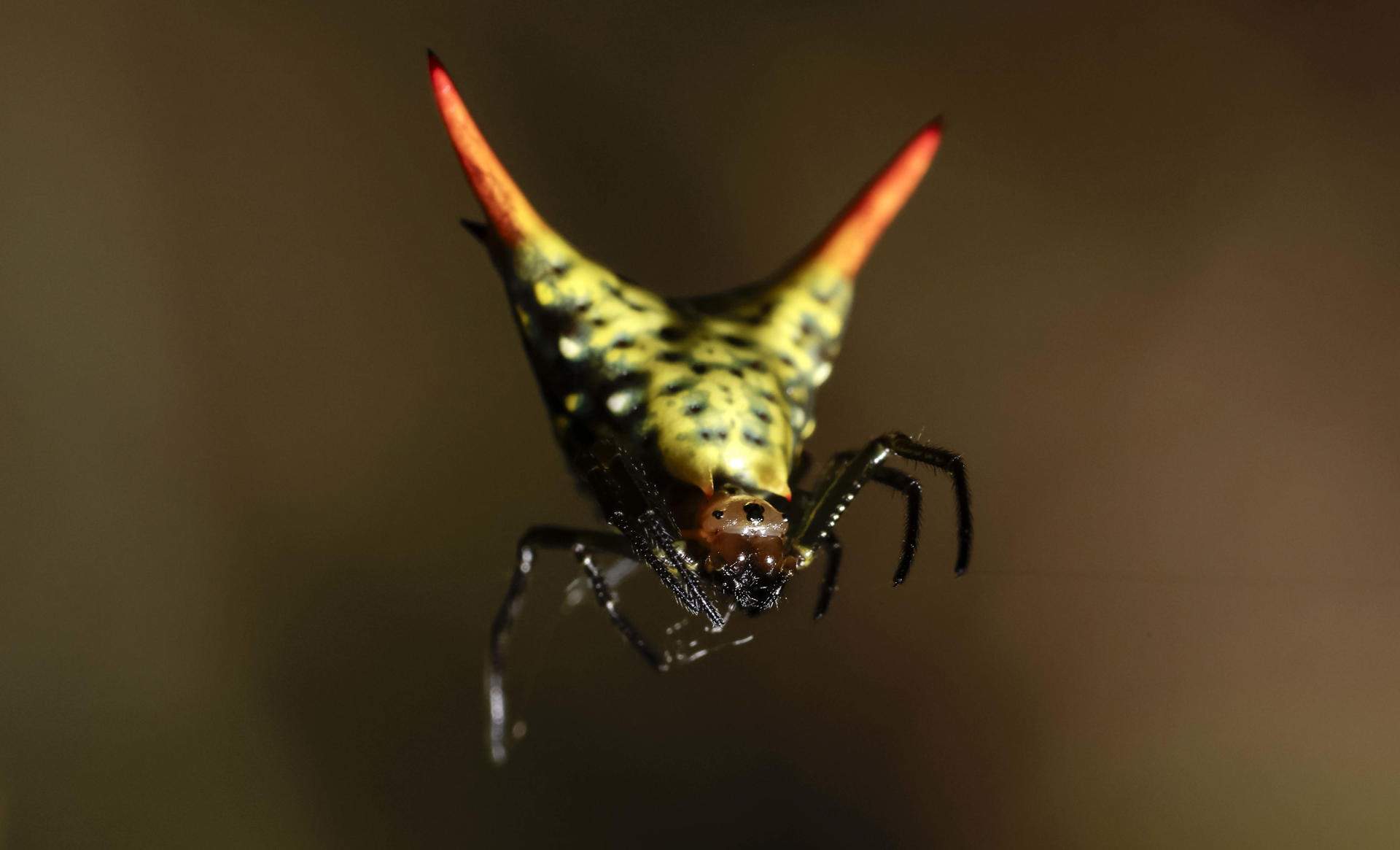 San José (costa Rica)