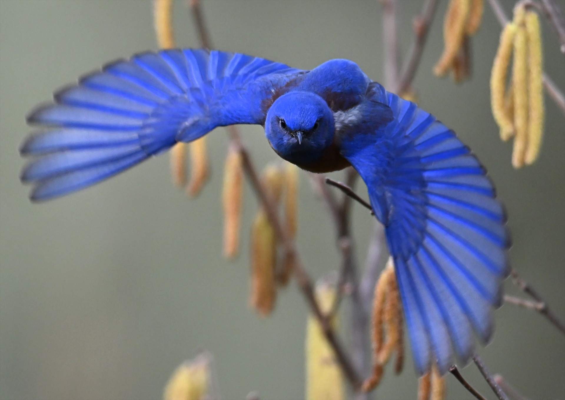 Elkton (Estats Units)