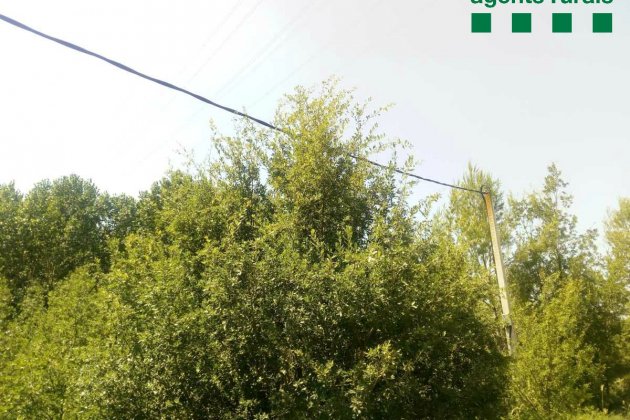 Línia elèctrica i vegetació a Fonollosa - Agents Rurals