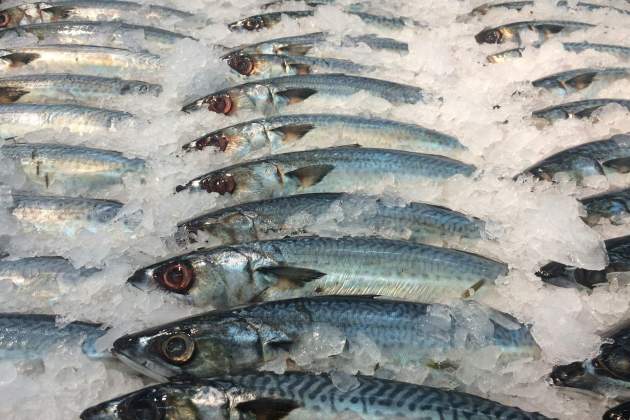 Alguns peixos poden contenir massa mercuri / Foto: Unsplash Alguns peixos poden contenir massa mercuri / Foto: Unsplash