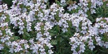 Thymus vulgaris0 Thymus vulgaris0