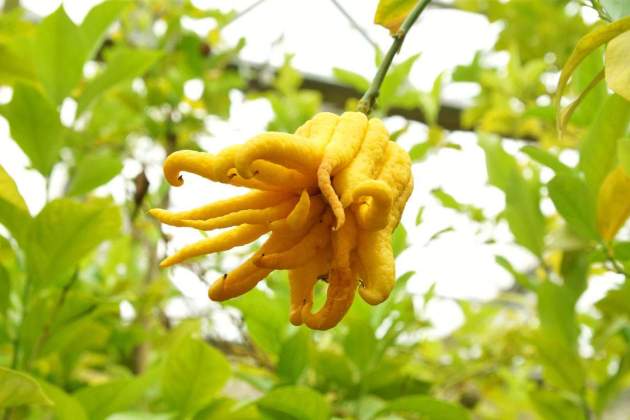 La mano de buda La mano de buda
