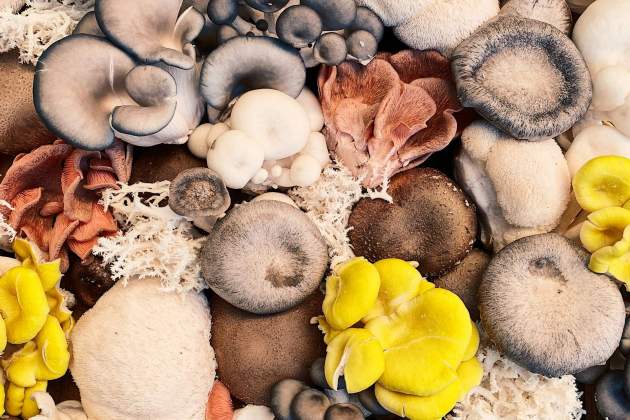 Las setas esconden curiosidades / Foto: Unsplash Las setas esconden curiosidades / Foto: Unsplash