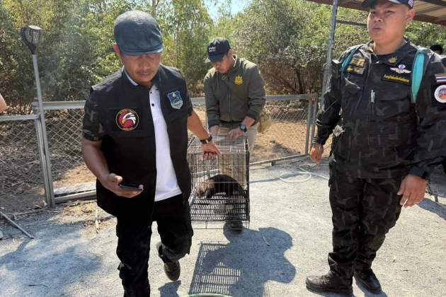 nutria lludriga frank cuesta policia tailandesa 2 efe nutria lludriga frank cuesta policia tailandesa 2 efe