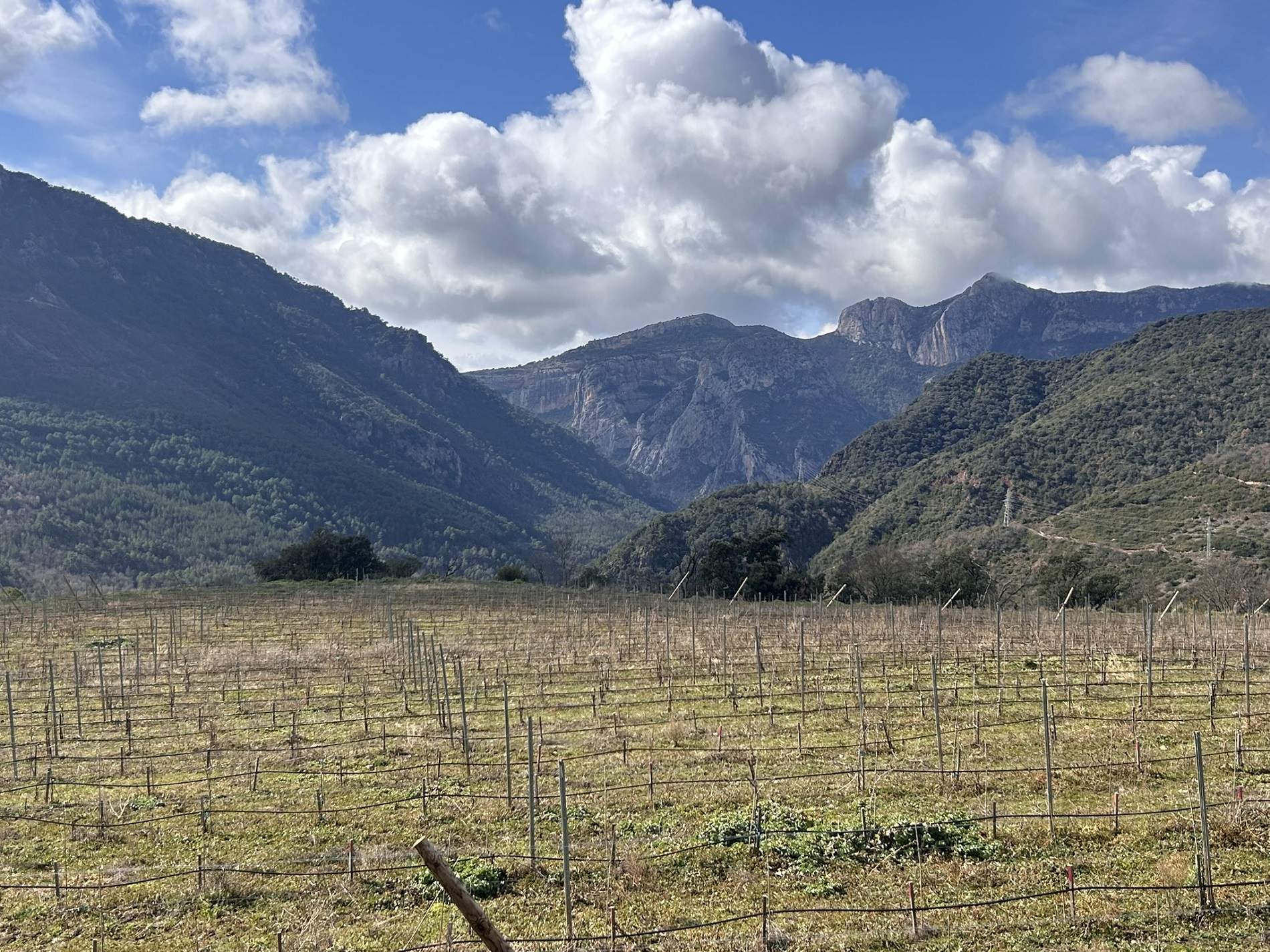 Hacer vinos y aceites en el Pallars: un proyecto único para recuperar el Pirineo