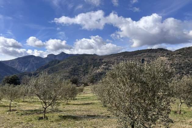 Municipi Bresca, en el Pallars, viñas y olivos en el Pirineo / Foto: Albert Villaró y Montse Ferrer Municipi Bresca, en el Pallars, viñas y olivos en el Pirineo / Foto: Albert Villaró y Montse Ferrer