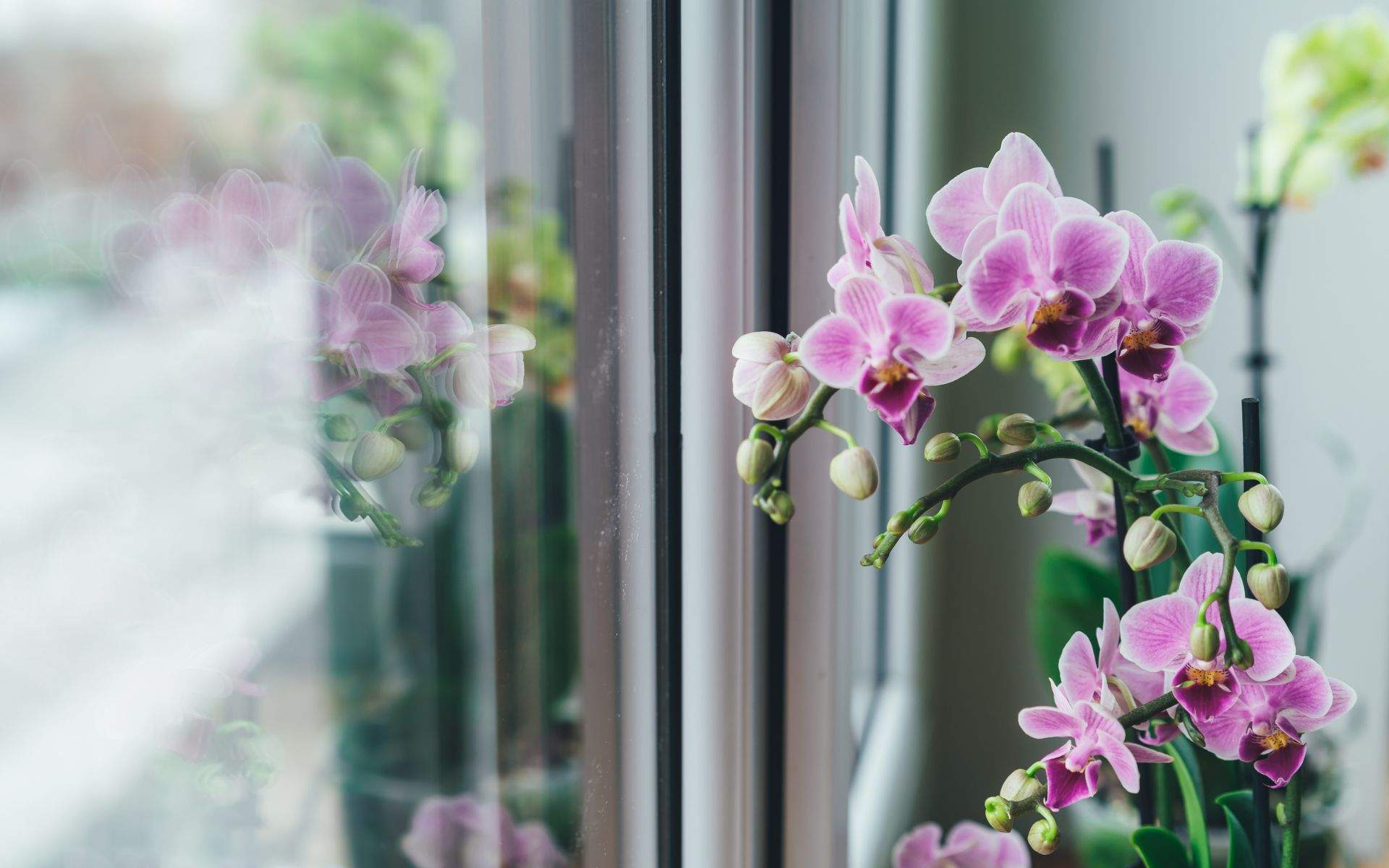 Cuidado de las orquídeas: los trucos para que sobrevivan aunque no sepas cuidarlas