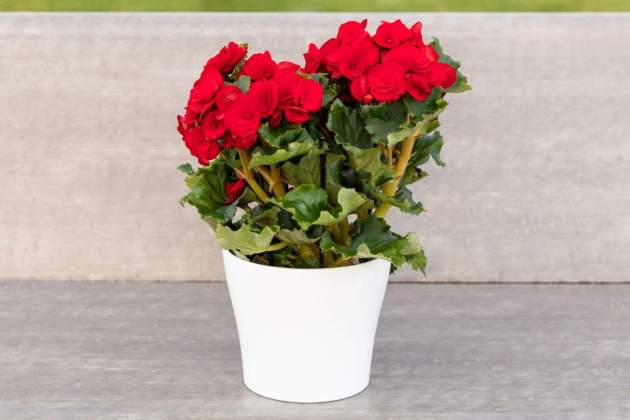 Begonia elatior