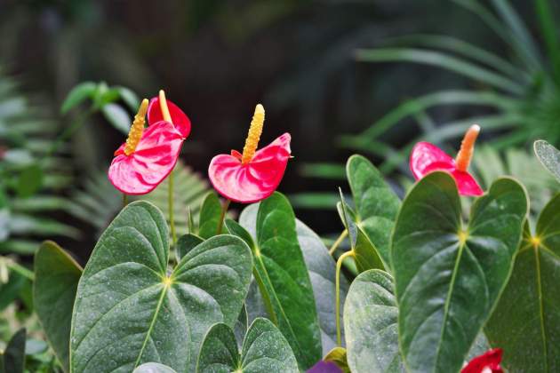 Anthurium andreanum