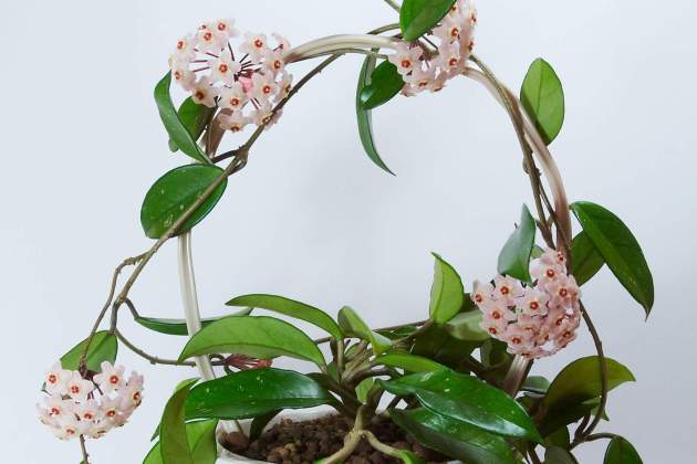Hoya Mathilde