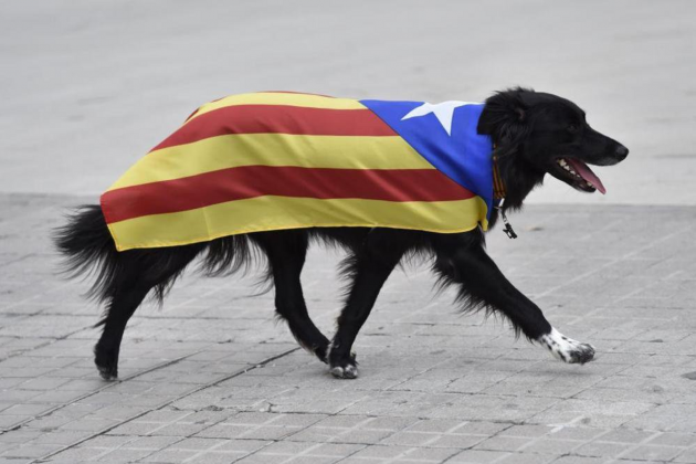 perro estelada|estrellas ACN