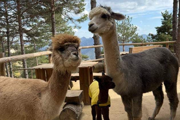 Una alpaca en la izquierda y una llama a la derecha con su cría en el medio Una alpaca en la izquierda y una llama a la derecha con su cría en el medio