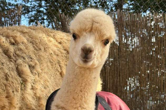 Una cría de alpaca / Foto: Maria Àngels Una cría de alpaca / Foto: Maria Àngels