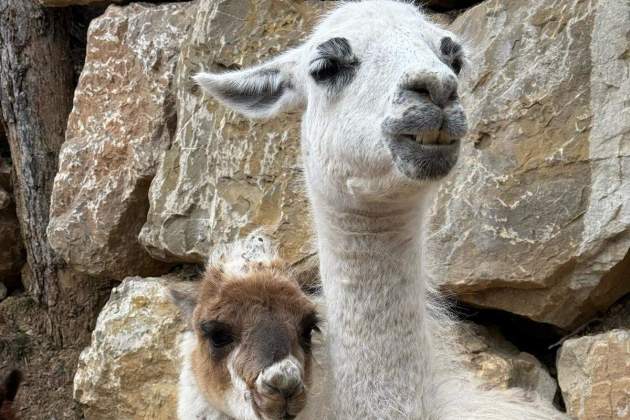 En el izquierdo una alpaca y a la derecha una llama En el izquierdo una alpaca y a la derecha una llama