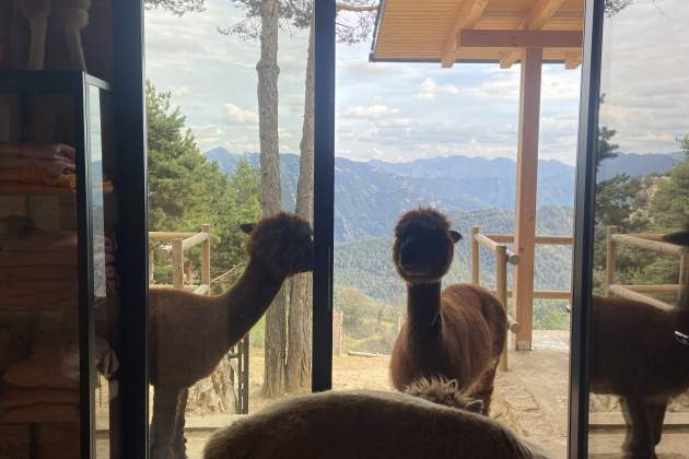 Alpacas granja Merolla / Foto: Alba Richart Alpacas granja Merolla / Foto: Alba Richart