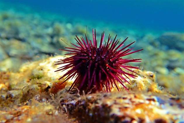 Erizo de mar / Foto: National Geographic Erizo de mar / Foto: National Geographic