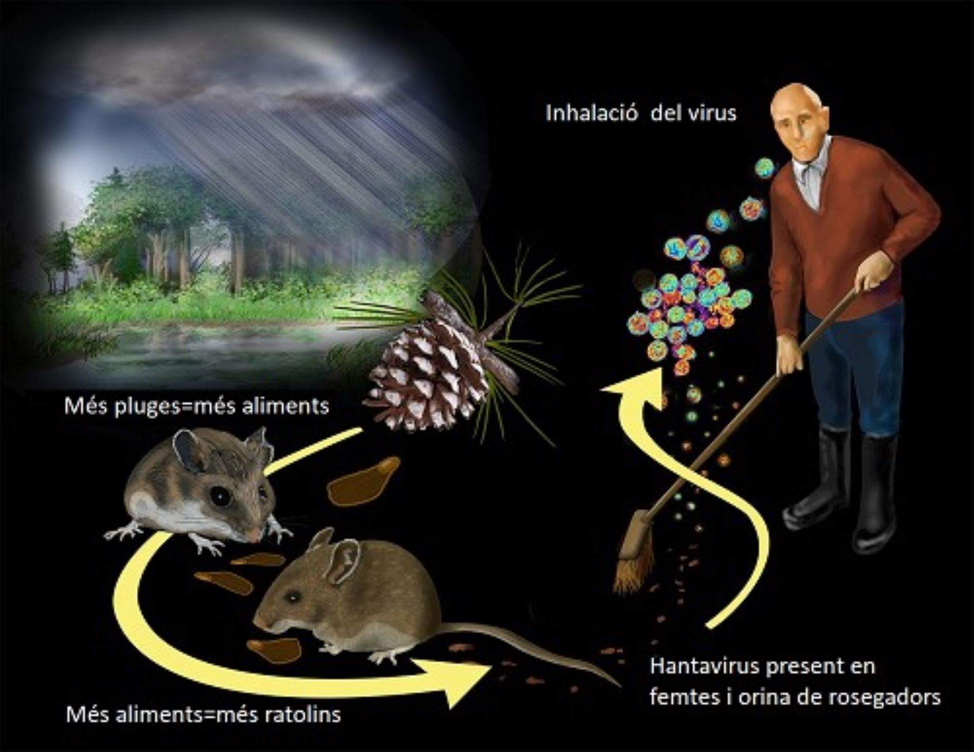 Hantavirus, Departament de Salut Hantavirus, Departament de Salut