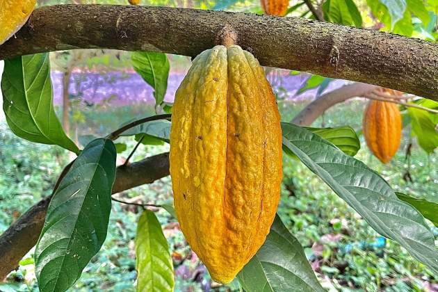 Cacao / Foto: Unsplash Cacao / Foto: Unsplash