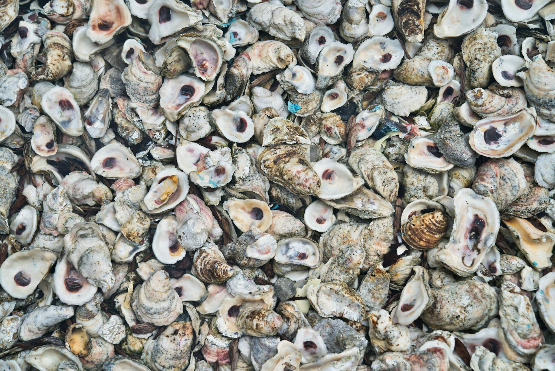 Riñones del mar