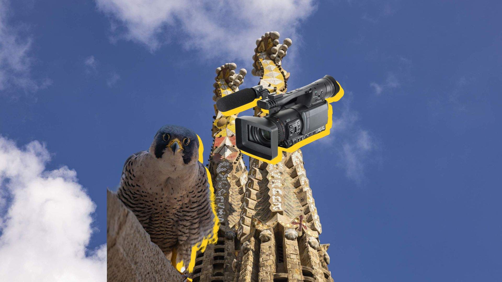 Halcones en la Sagrada Familia: así se puede seguir en directo la eclosión de los huevos