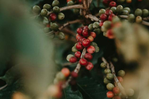 La cirera del cafè s'anomena|diu així pel seu to vermellós / Foto: Unsplash La cirera del cafè s'anomena|diu així pel seu to vermellós / Foto: Unsplash