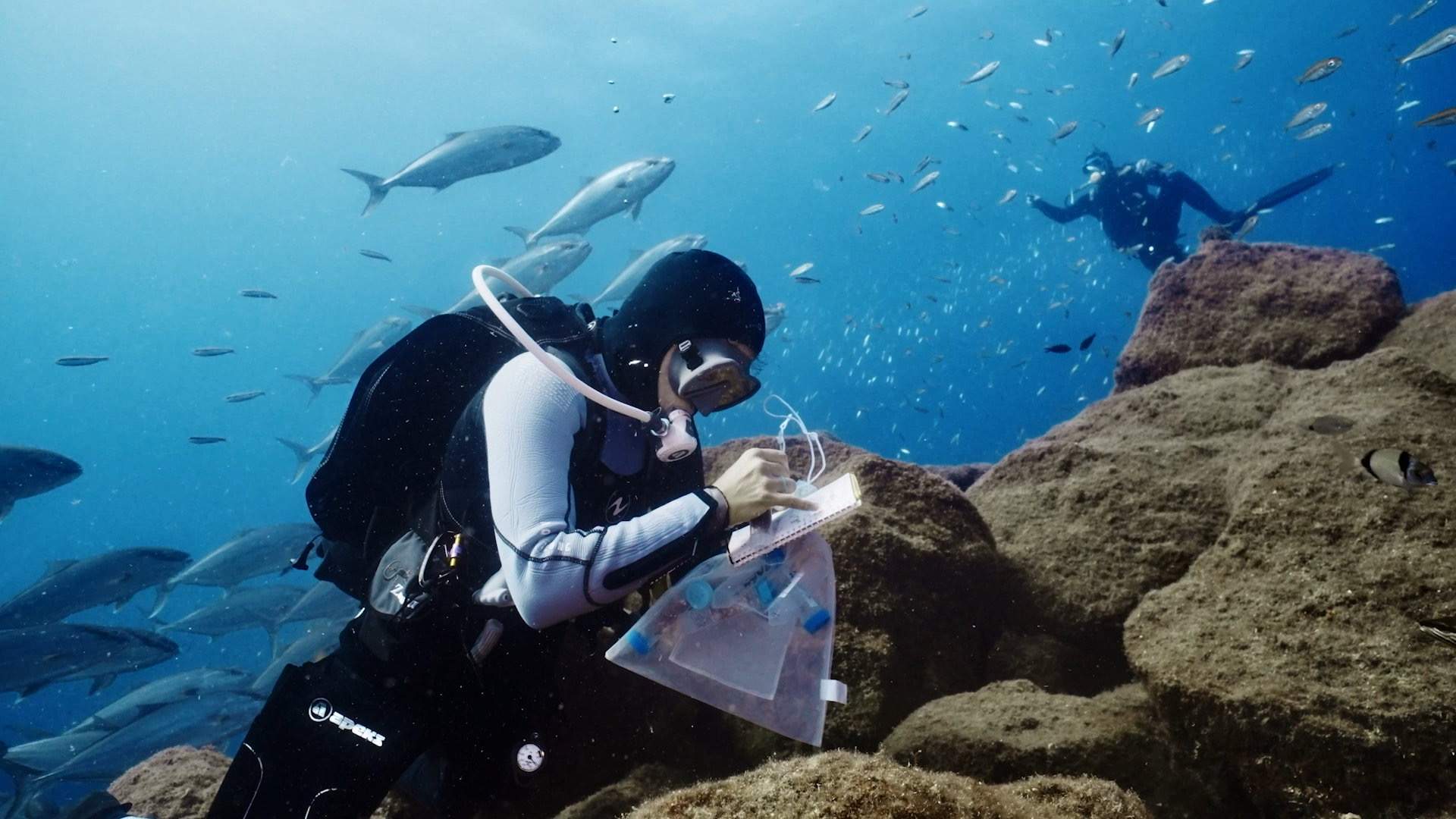 El Biotop de Torredembarra impulsa la restauració marina i la col·laboració amb el sector pesquer