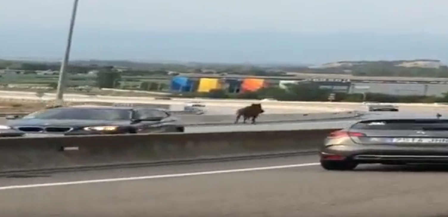 Un caballo sorprende los conductores trotando en contra dirección por la C-17 en Tona