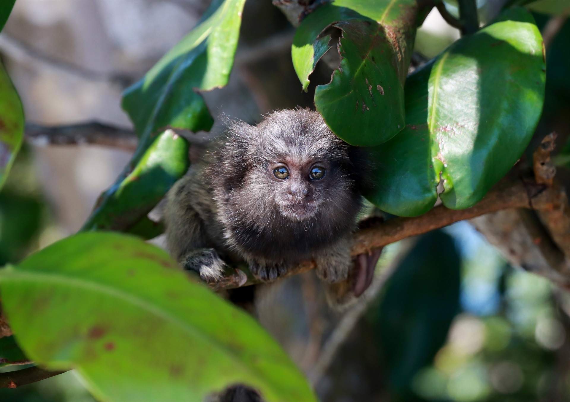 Río de Janeiro (Brasil)